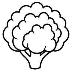 cauliflower line art vector illustration 