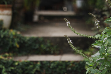 Basil plant in flower with steps covered in creeping fig vine in background
