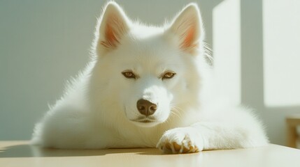 Calm White Dog Portrait Bright Room Animal Photography Indoor Setting Close-Up Serenity and Beauty