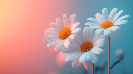 Three Daisies Illuminated by Soft Sunset Light