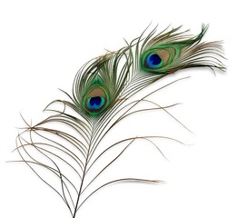 Fototapeta premium Peacock feathers isolated on white background