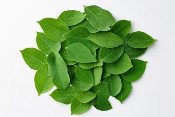 A Close-Up View of Fresh Green Leaves Displaying Varied Shapes and Textures, Ideal for Backgrounds, Textures, and Organic Themes in Design Projects