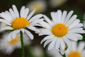 Fototapeta premium Two white flowers with yellow centers