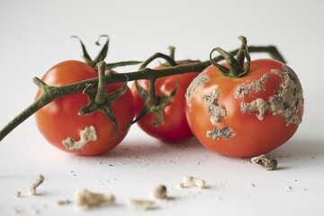 Red tomatoes on a branch with mold and fungus, on white background
