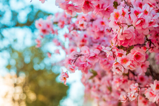 A beautiful pink tree with pink flowers