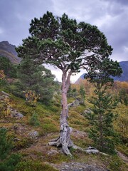 Obraz premium Pine beautiful tree in the mountains of northern Norway