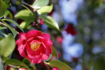 背丈よりも高くなったサザンカ