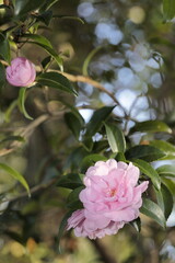 背丈よりも高くなったサザンカ