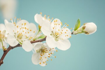 Fototapeta premium White flower on branch