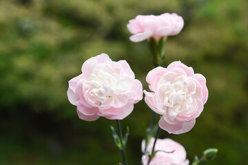 ピンクのカーネーション