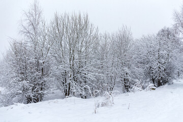 landscape after a snowfall