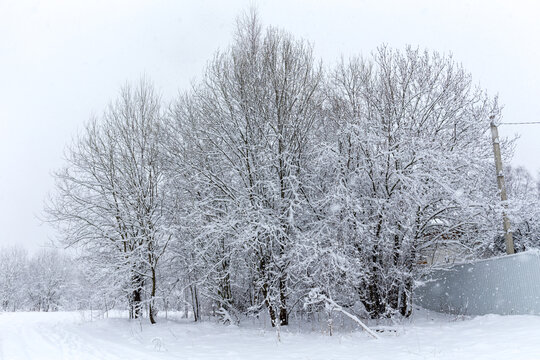 day with plants under snow
