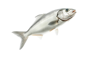 Fototapeta premium Haddock fish isolated on white transparent background, concept of marine life.