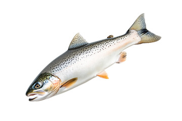 Naklejka premium Closeup of trout fish with spotted scales, fins and open mouth isolated on white transparent background, concept of wildlife