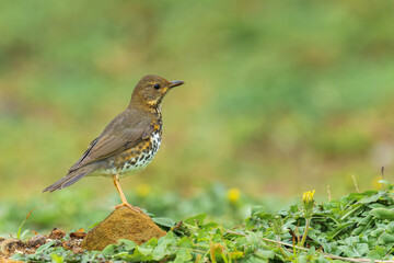 Japanese thrush female on the ground in Taiwan