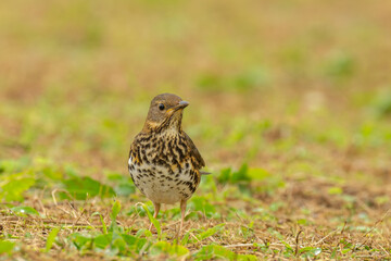 Japanese thrush female on the ground in Taiwan