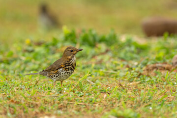 Japanese thrush female on the ground in Taiwan