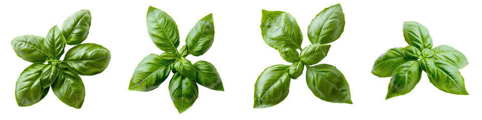 Fototapeta premium Close up shot of fresh vibrant green basil leaves an essential herb used in Mediterranean and Italian cuisine for its distinctive flavor and aroma