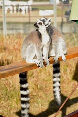 Fototapeta premium Ring tailed lemurs