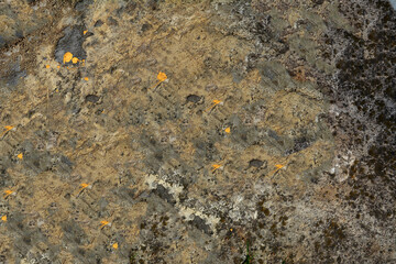 Dark grunge concrete texture wall.