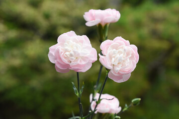 ピンクのカーネーション