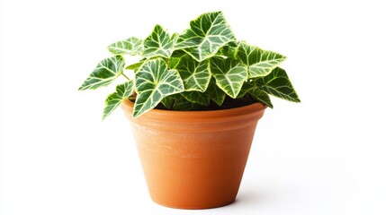 Fototapeta premium A small indoor plant in a terracotta pot, featuring vibrant green leaves, isolated on white,