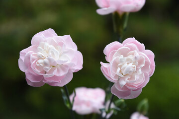 ピンクのカーネーション