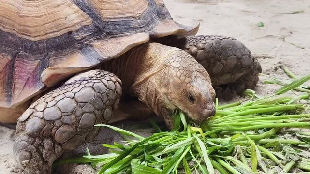 Large brown sea turtle in its natural habitat