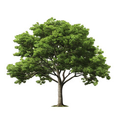 Lush Green Deciduous Tree isolated