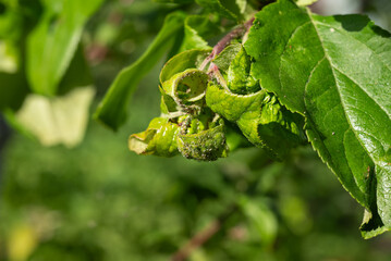 A thorough examination of the leaves of the apple tree for damage to aphids in natural light in the garden. Plant diseases