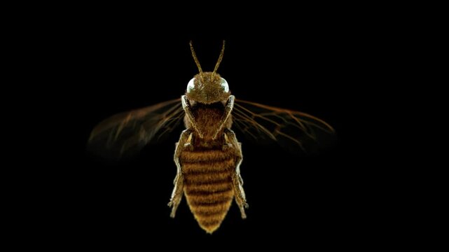 Honey bee flying over the camera in a seamless loop with a clean alpha channel, captured from a low-angle perspective. Detailed macro features like wings and hairs, ideal for customizable backgrounds.