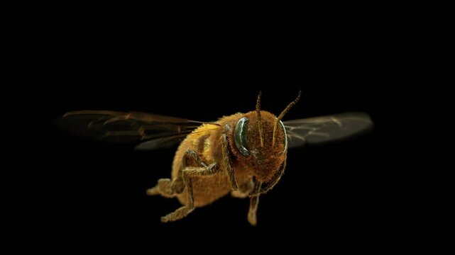 Highly detailed 4K 3D animation of a flying honey bee in a loop, with the camera rotating 360 degrees around it. Features clean alpha channel for easy background replacement.