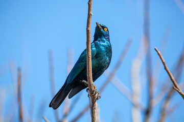 Cape Glossy Starling perched on a bare branch