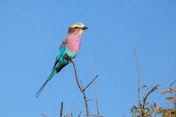 Lilac Breasted Roller perched on branch facing right