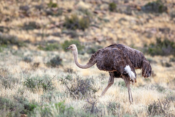 Fototapeta premium Side profile of an Ostrich in the African bush