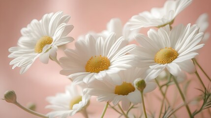 Fototapeta premium Delicate White Daisies Bloom Softly Against Peach Background