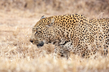 Leopard prowling through the African bush