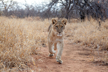 Lion cub walking towards the camera
