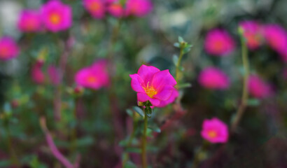 Nature background, flowers, leaves and bricks