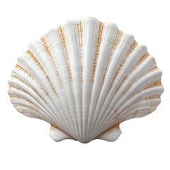 Elegant Scallop Shell: A Coastal Treasure