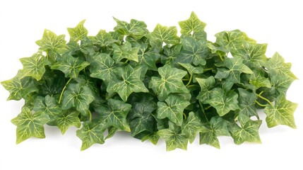 Obraz premium Lush Green Ivy Leaves Arranged in a Cluster