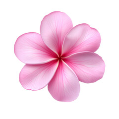 Fototapeta premium Pink Plumeria Flower Bloom: Delicate Petals, Soft Hues, Tropical Elegance