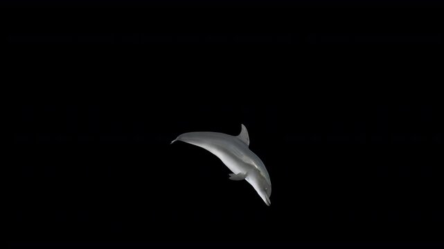 Dolphin jumps out of the water, performs a flip, and returns in a seamless loop, captured from three different camera angles. Includes a clean alpha channel for easy background customization.