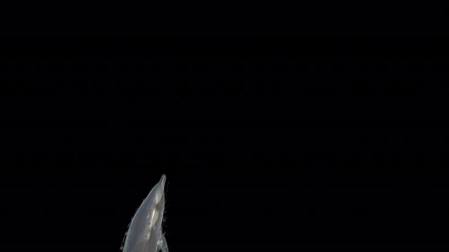Spinner dolphin jumps out of the water, spins in the air, and returns to the water, captured from three different camera angles. Includes a clean alpha channel, perfect for marine and wildlife project