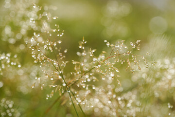 雨上がりの水滴を纏った野草