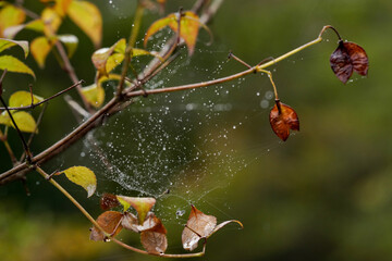 星々のように輝く水滴をまとった雨上がりの蜘蛛の巣