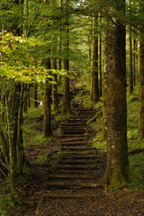 富士山麓　西臼塚の美しい森