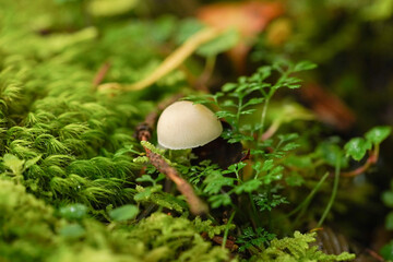 富士山麓の森で出会った美しいキノコと苔