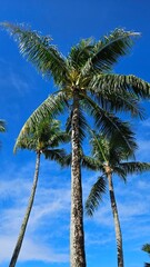 Exotic atmosphere with beautiful palm trees and beautiful sea