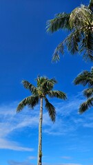 Fototapeta premium Exotic atmosphere with beautiful palm trees and beautiful sea